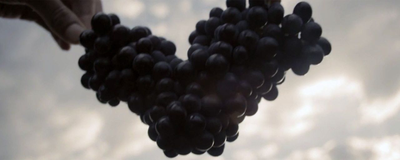 Wine Calling : "Le vin c'est du plaisir et non une étiquette ou une appellation"