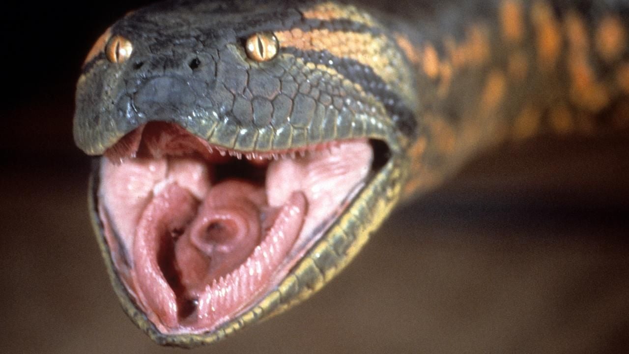 13 Serpents Culte Au Cin ma Anaconda Kaa Nagini La Plus 