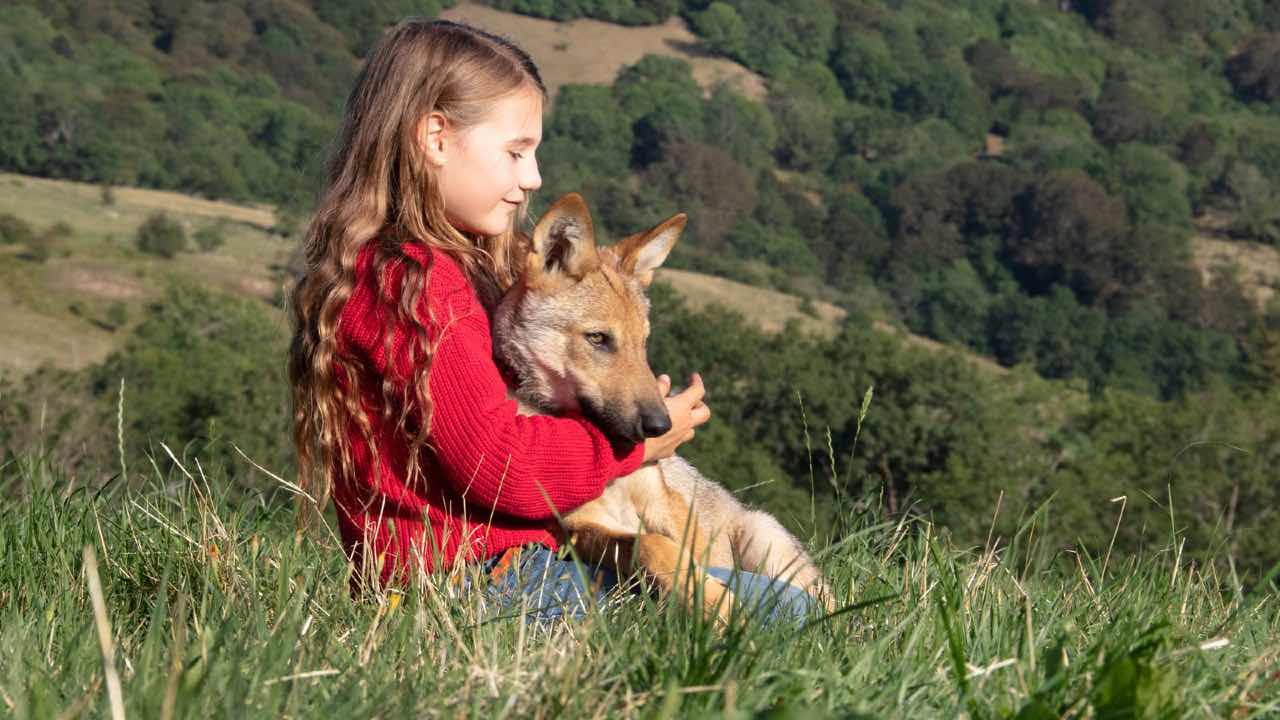Bande-annonce Mystère avec Vincent Elbaz : une histoire d'amitié entre un loup et une enfant