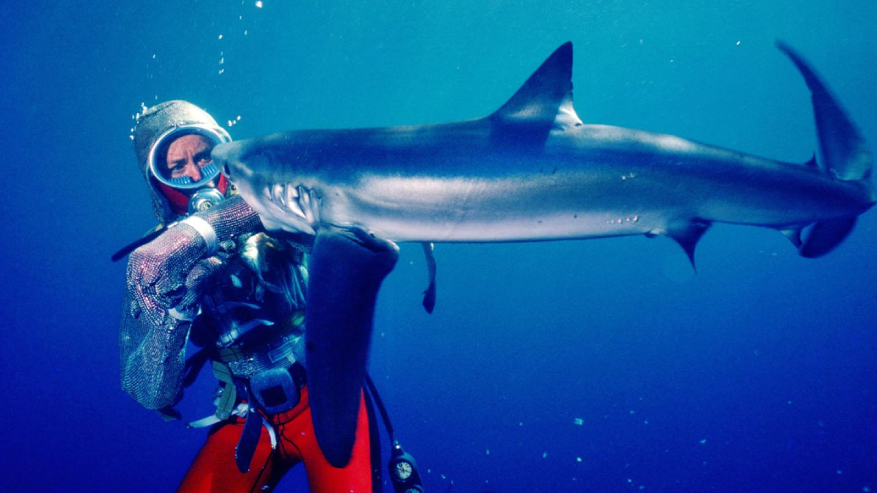 Face aux requins sur Disney+ : 
