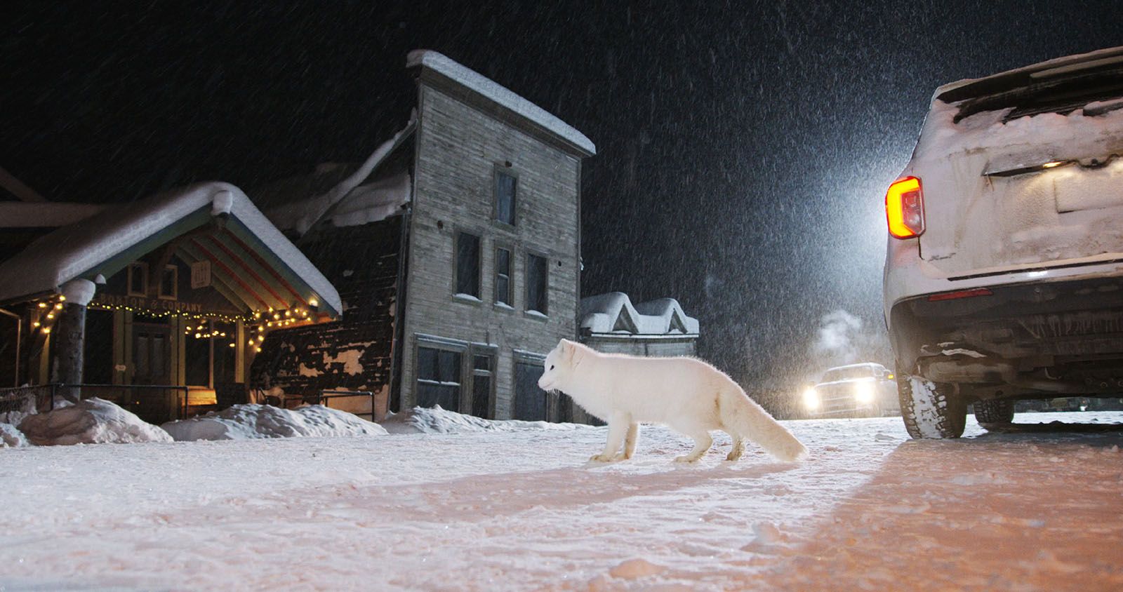 Photo Du Film Kina Yuk Renards De La Banquise Photo Sur