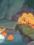 Photo : Le Vilain petit canard