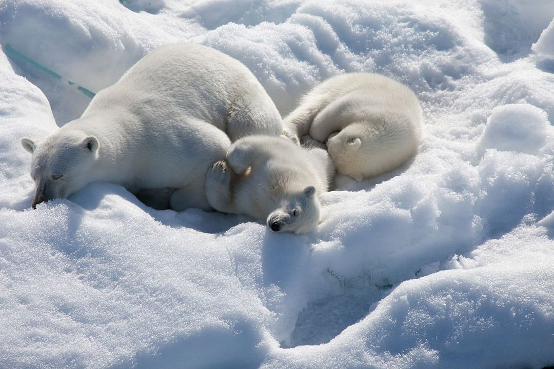 Photo Du Film Arctique Photo 1 Sur 8 AlloCin 
