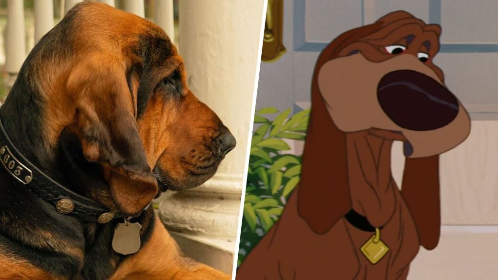 La Belle et le Clochard (Disney+) la comparaison entre le film et le dessin animé César