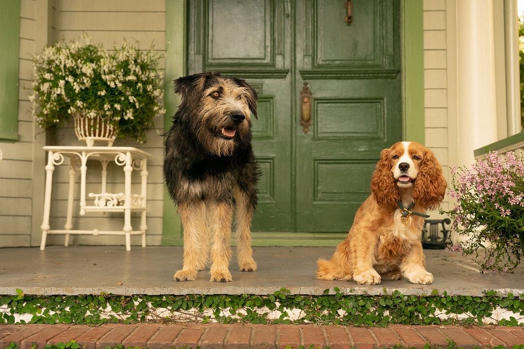 Chien La Belle Et Le Clochard Photo du film La Belle et le Clochard - Photo 9 sur 11 - AlloCiné