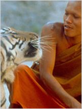 Les Petits Bouddhas et les tigres Les Petits Bouddhas et les tigres