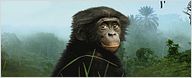 "Bonobos" : sur les traces de nos cousins...