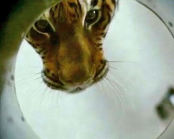 <strong>Dans l'oeil du tigre</strong> Bande-annonce VO