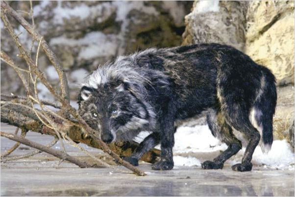Pierre et le loup : photo Suzie Templeton