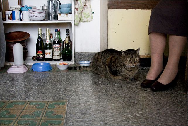 Les Vieux chats : photo