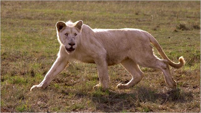 White Lion : photo