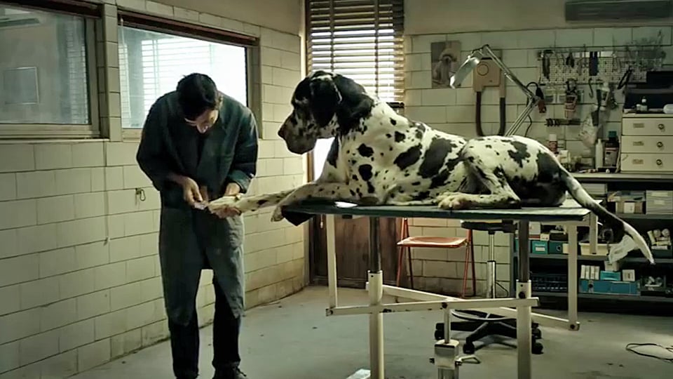 Trailer du film Dogman Dogman Bandeannonce VO AlloCiné