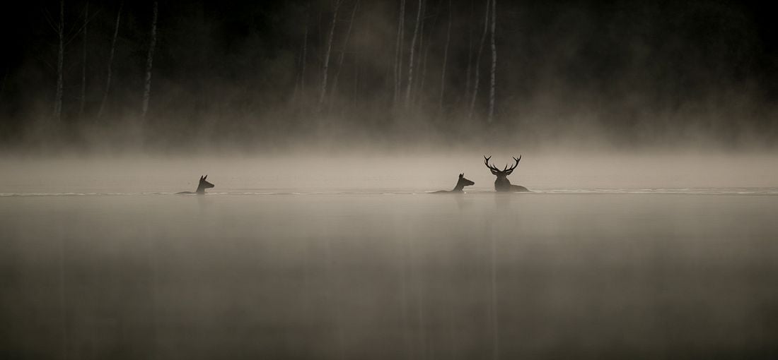 Photo du film Le Chant des forêts