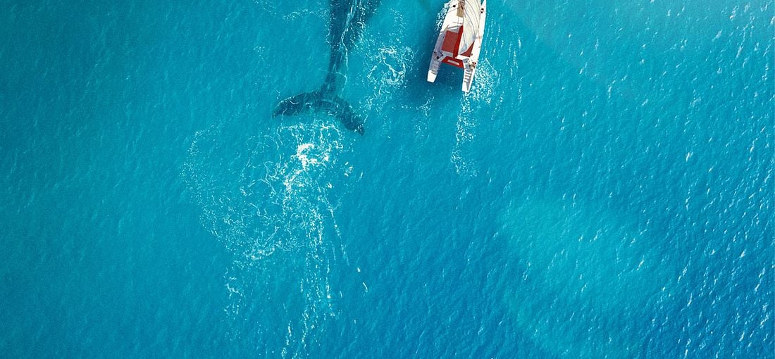 Photo du film La Baleine et le musicien