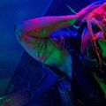 Photo Joe Begos