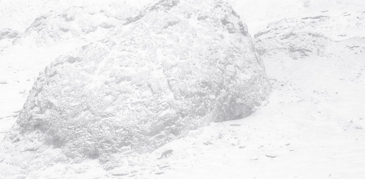 Photo 5 pour La Panthère des neiges