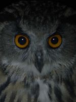 poster de City of Owls