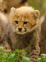 image de Naturellement Sauvages