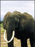 poster de 15 ans avec les éléphants