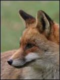 poster de Sur les traces du renard