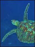 poster de Ocean Wonderland 3D