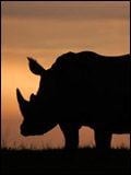 poster de Rhinocéros en péril