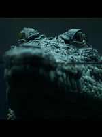 poster de Crocodile