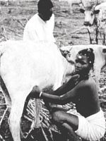 poster de Guinée-Bissau - Aspects Industriels et Agricoles