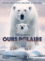 poster de Ours Polaire