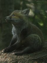 poster du film Le Temps des animaux