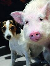 Affiche de Animalement vôtres (TV), film à voir en streaming sur Pygargue