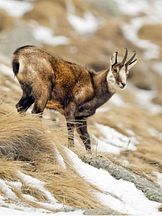 photo de Le chamois