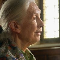 Photo Jane Goodall