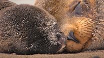 image de Otaries des Galápagos Bande-annonce VO STFR