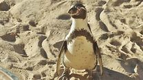 image de The Penguin Lessons Bande-annonce VO