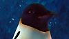 image de Happy Feet Bande-annonce (5) VO