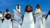 image de Happy Feet Extrait vidéo (5) VF