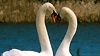 image de Les Animaux amoureux Bande-annonce VF