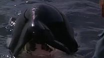 image de Sauvez Willy 2 Bande-annonce VO