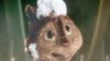 image de Alvin et les Chipmunks Extrait vidéo (2) VF