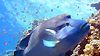 image de Voyage sous les mers 3D Bande-annonce VF