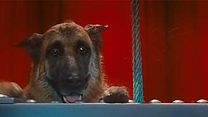 image de Comme chiens et chats - La Revanche de Kitty Galore Extrait vidéo (2) VF