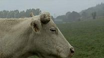 image de Bovines Teaser (2) VF