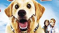 image de Diamond Dog : chien milliardaire Bande-annonce VO