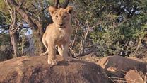 African Safari 3D - EXTRAIT VF "Les lionceaux"