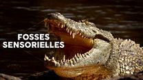 image de Nature - EXTRAIT VF "Le crocodile du Nil"