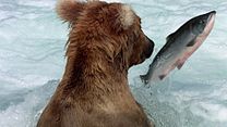 image de Grizzly - EXTRAIT VF "Pêche au saumon"