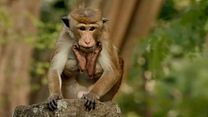 image de Au Royaume des Singes Bande-annonce VF