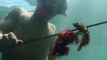 image de Le Chant d'une île Bande-annonce VF