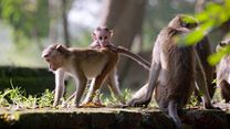 image de Au Royaume des Singes - EXTRAIT VF "Des petits très agités"